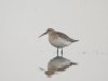 Curlew Sandpiper at Vange Marsh (RSPB) (Steve Arlow) (46637 bytes)